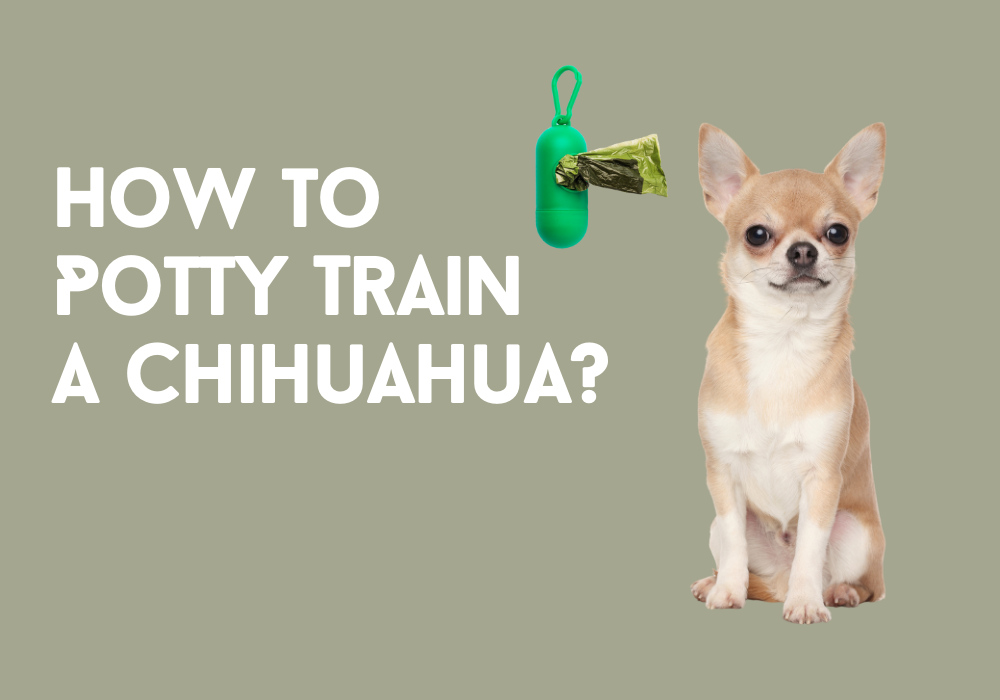 How Do You Potty Train A Chihuahua Puppy